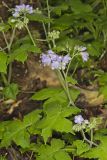 Appendaged Waterleaf, Hydrophyllum appendiculatum