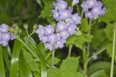 Appendaged Waterleaf, Hydrophyllum appendiculatum