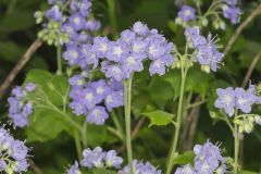 Appendaged Waterleaf, Hydrophyllum appendiculatum