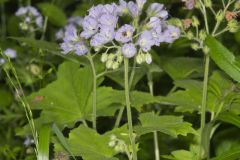 Appendaged Waterleaf, Hydrophyllum appendiculatum