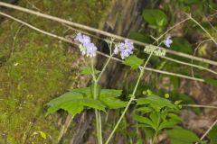 Appendaged Waterleaf, Hydrophyllum appendiculatum