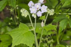Appendaged Waterleaf, Hydrophyllum appendiculatum
