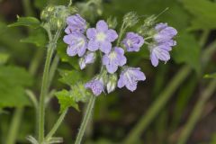 Appendaged Waterleaf, Hydrophyllum appendiculatum
