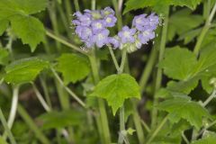Appendaged Waterleaf, Hydrophyllum appendiculatum