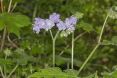 Appendaged Waterleaf, Hydrophyllum appendiculatum