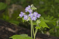 Appendaged Waterleaf, Hydrophyllum appendiculatum