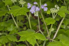 Appendaged Waterleaf, Hydrophyllum appendiculatum