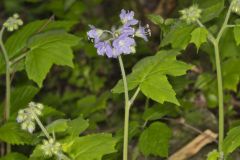 Appendaged Waterleaf, Hydrophyllum appendiculatum