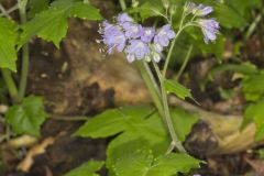 Appendaged Waterleaf, Hydrophyllum appendiculatum