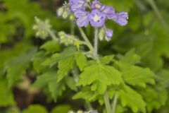 Appendaged Waterleaf, Hydrophyllum appendiculatum