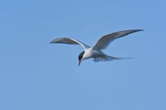 Arctic Tern, Sterna paradisaea