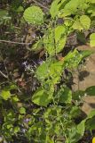 Aromatic Aster, Symphyotrichum oblongifolium
