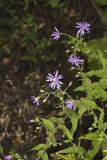 Aromatic Aster, Symphyotrichum oblongifolium
