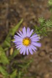 Aromatic Aster, Symphyotrichum oblongifolium