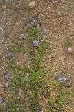 Aromatic Aster, Symphyotrichum oblongifolium