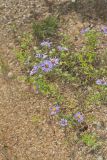 Aromatic Aster, Symphyotrichum oblongifolium