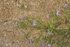 Aromatic Aster, Symphyotrichum oblongifolium