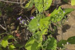 Aromatic Aster, Symphyotrichum oblongifolium