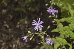 Aromatic Aster, Symphyotrichum oblongifolium