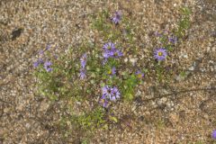 Aromatic Aster, Symphyotrichum oblongifolium