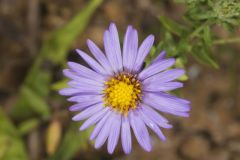 Aromatic Aster, Symphyotrichum oblongifolium