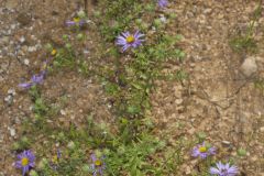 Aromatic Aster, Symphyotrichum oblongifolium