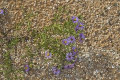 Aromatic Aster, Symphyotrichum oblongifolium