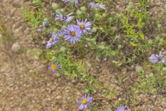 Aromatic Aster, Symphyotrichum oblongifolium