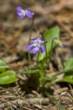 Arrowhead Violet, viola sagittata