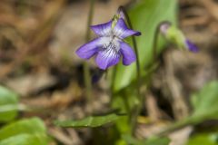 Arrowleaf Violet