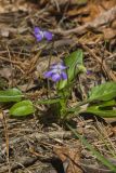 Arrowhead Violet, viola sagittata