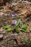 Arrowleaf Violet, Viola sagittata