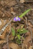 Arrowleaf Violet, Viola sagittata