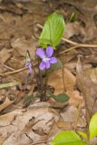 Arrowleaf Violet, Viola sagittata