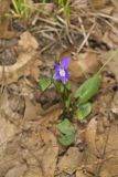 Arrowleaf Violet, Viola sagittata