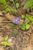 Arrowleaf Violet, Viola sagittata