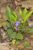 Arrowleaf Violet, Viola sagittata