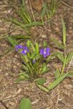 Arrowleaf Violet, Viola sagittata