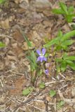 Arrowleaf Violet, Viola sagittata