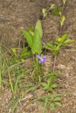 Arrowleaf Violet, Viola sagittata