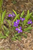 Arrowleaf Violet, Viola sagittata