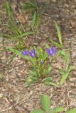 Arrowleaf Violet, Viola sagittata