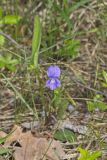 Arrowleaf Violet, Viola sagittata