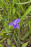 Arrowleaf Violet, Viola sagittata
