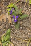 Arrowleaf Violet, Viola sagittata