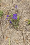 Arrowleaf Violet, Viola sagittata