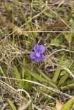 Arrowleaf Violet, Viola sagittata