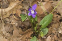 Arrowleaf Violet, Viola sagittata