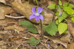 Arrowleaf Violet, Viola sagittata