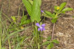 Arrowleaf Violet, Viola sagittata
